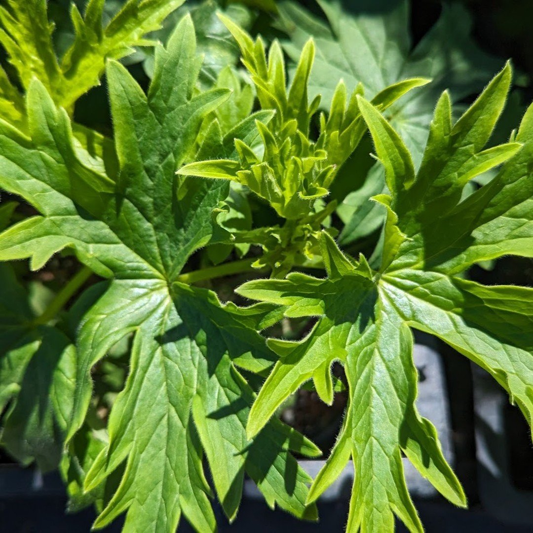 [plant profile]🌼 DELPHINIUMS🌼

There are about 300 species of annual and perennial Delphiniums.

We carry both short and tall delphiniums and are growing two varieties from seed.

Check out our latest blog post about the Delphiniums available this 