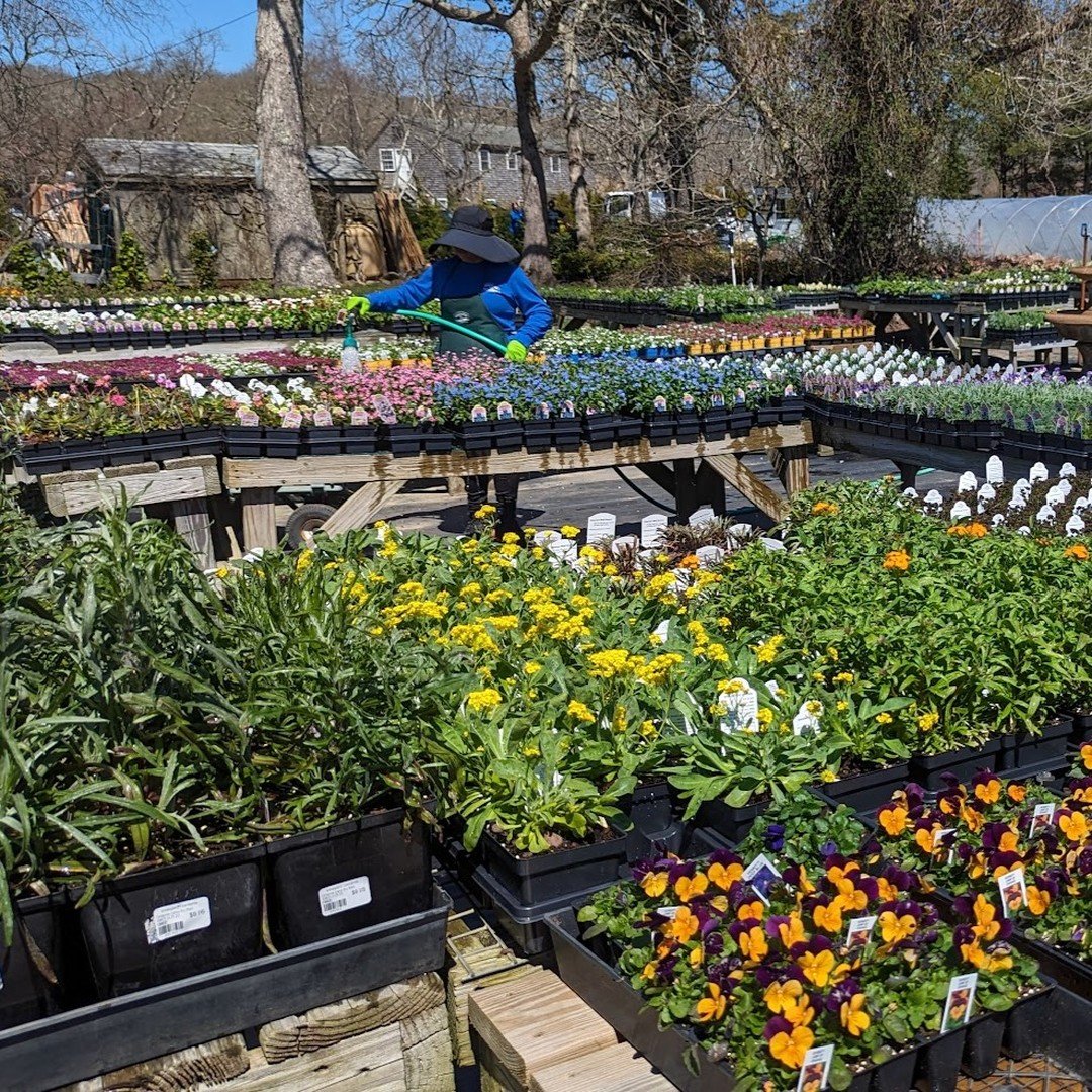 GARDEN WORKSHOP TODAY!!
🌿COOL WEATHER ANNUALS🌿

Saturday April 27th // 11:00am // Vineyard Gardens Nursery

🌿Chris Wiley, owner and expert horticulturist, will be discussing cool weather annuals and their growing conditions.

[photos: Vineyard Gar