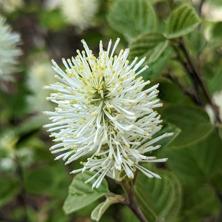 🌺May brings warmer sunnier days, cooler nights and springtime rains, the perfect combo to get your newly planted trees, shrubs and perennials established!

🌷Check out our latest blog post with May Gardening Tips on our website.

[Fothergilla photo 