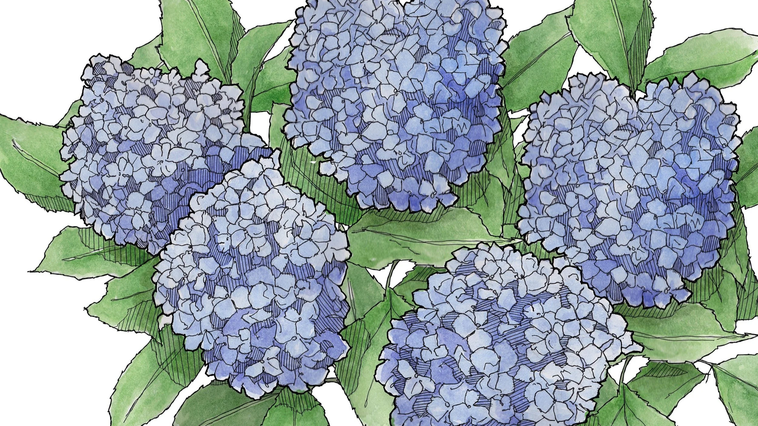 HYDRANGEA