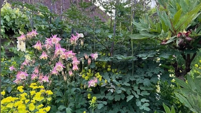 PERENNIALS FOR SHADE