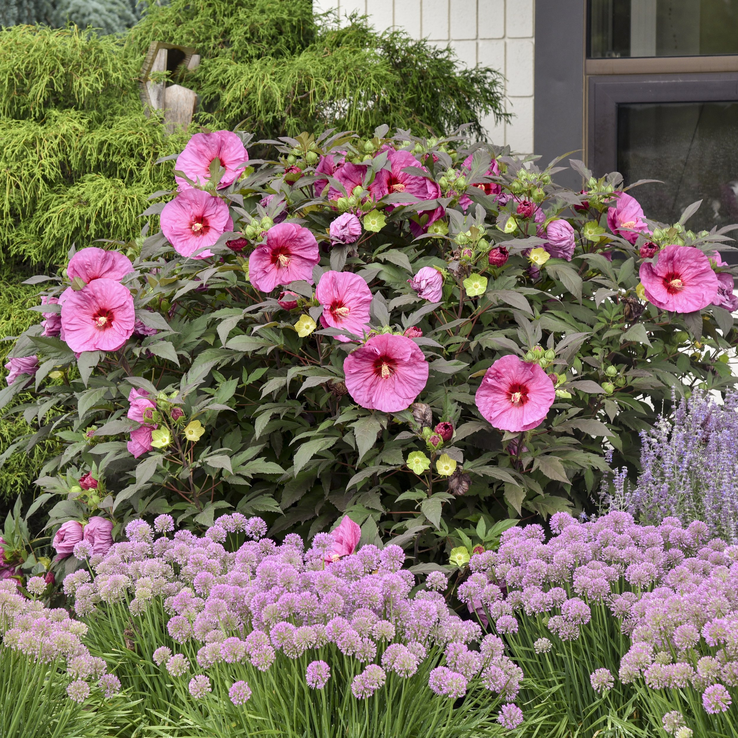 High Tree Bush Hibiscus Shrub