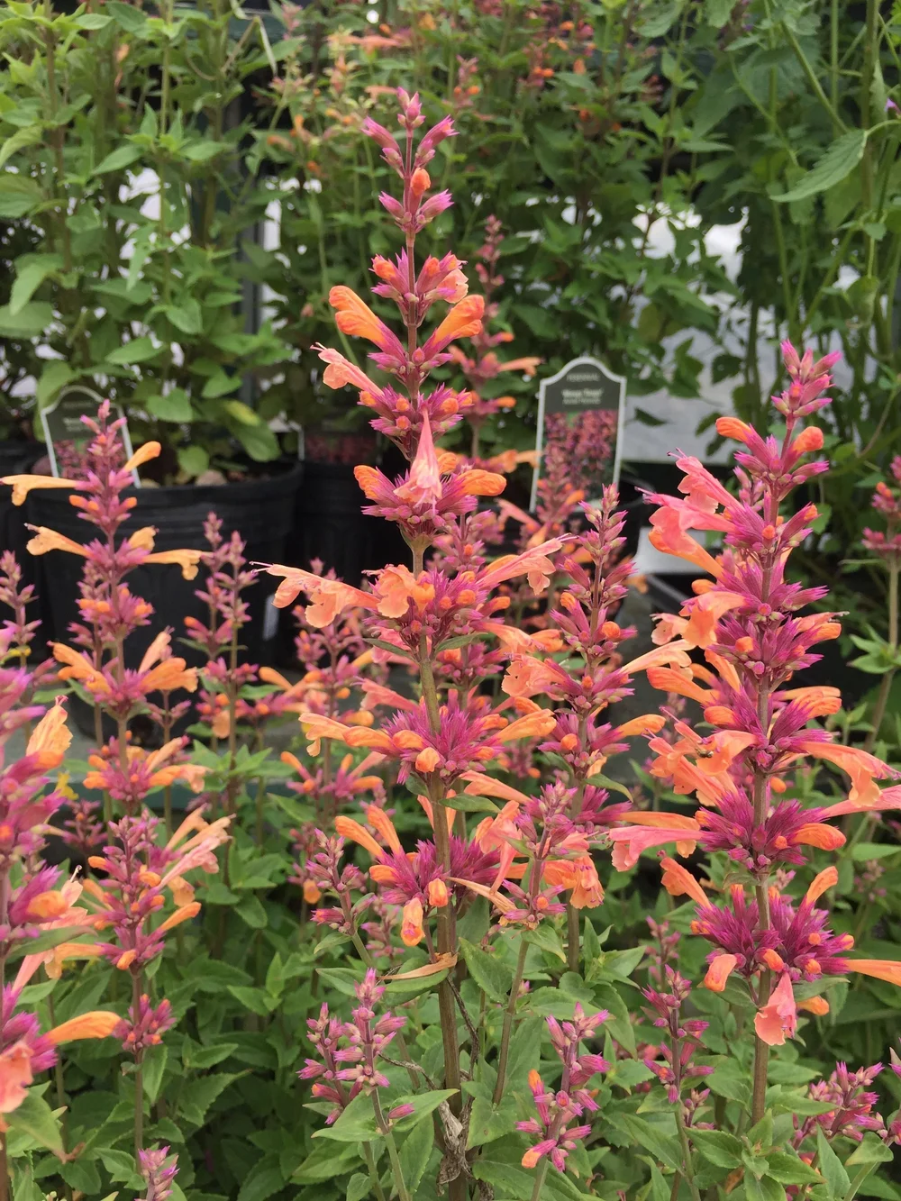 Agastache Mango Tango