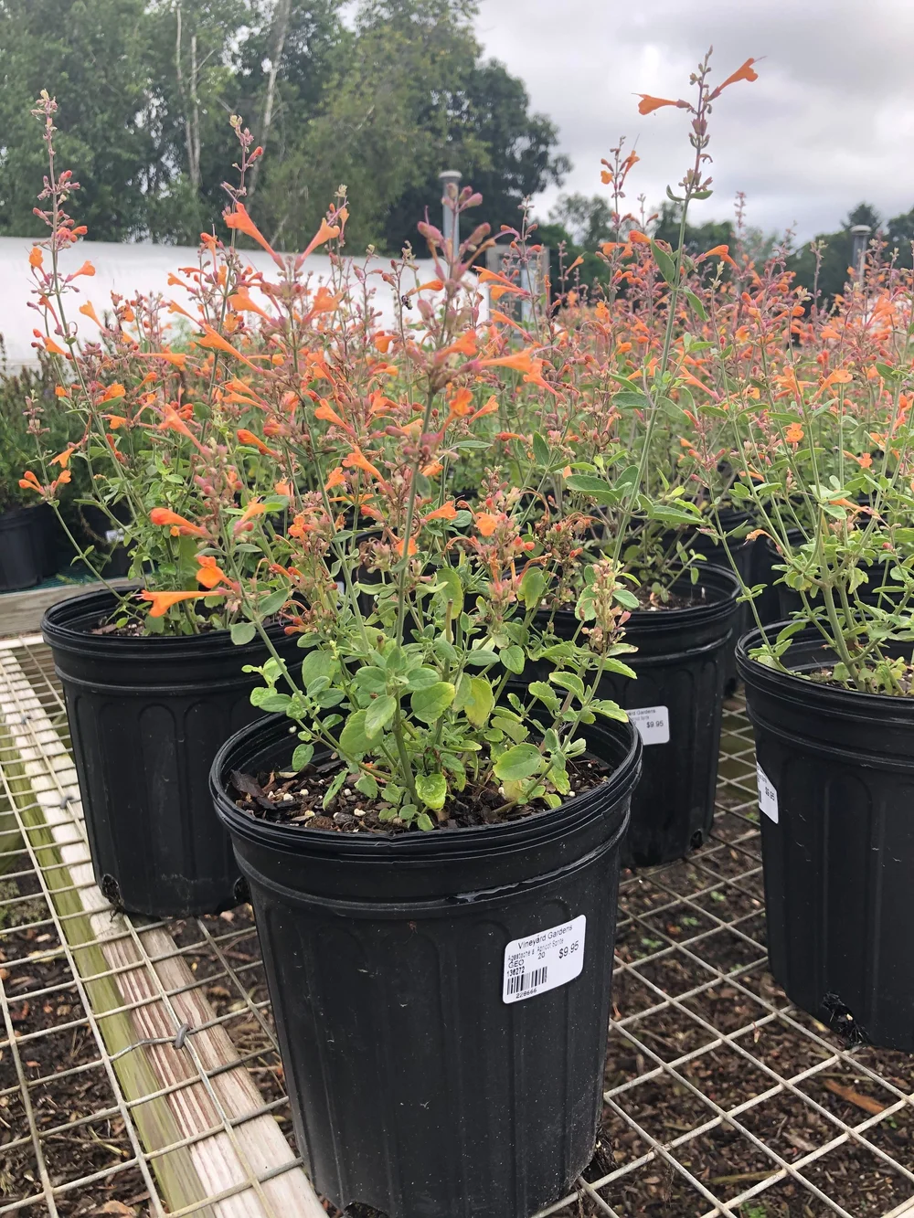 Agastache Apricot Sprite