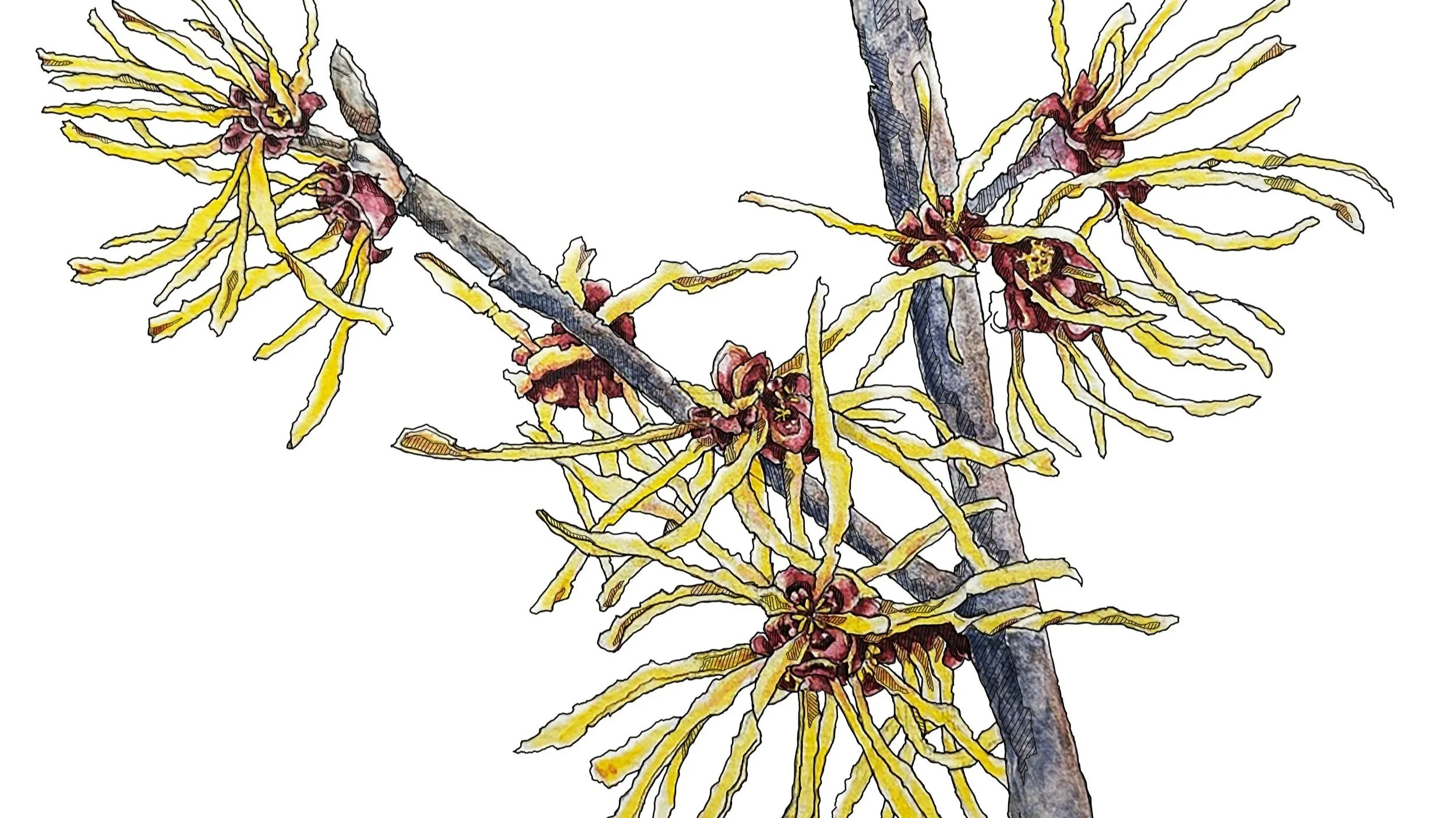 WITCH HAZEL