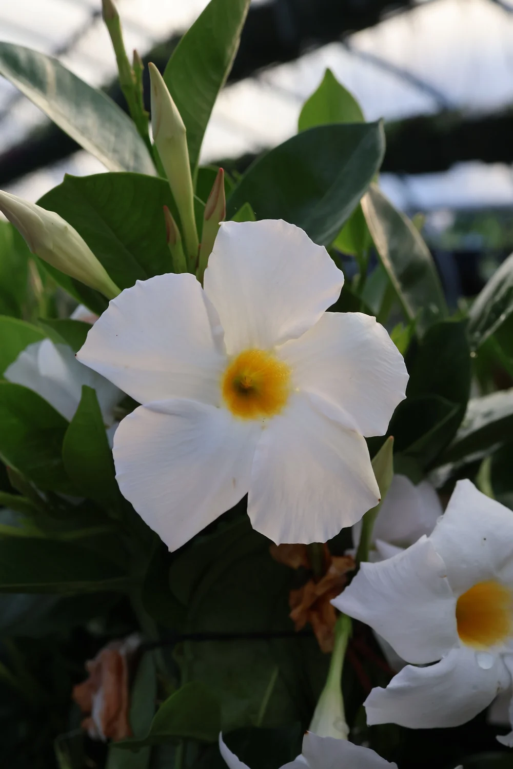 MADINIA WHITE MANDEVILLA Mandevilla hybrid1.jpeg
