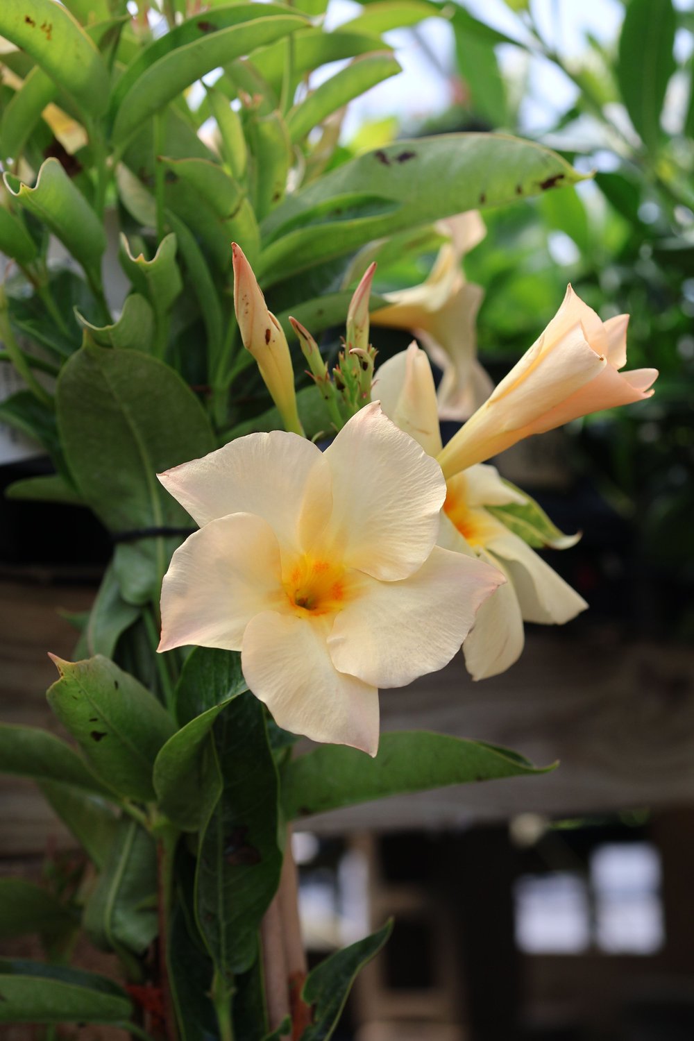 SUN PARASOL APRICOT MANDEVILLA Mandevilla x 'Apricot'.jpeg