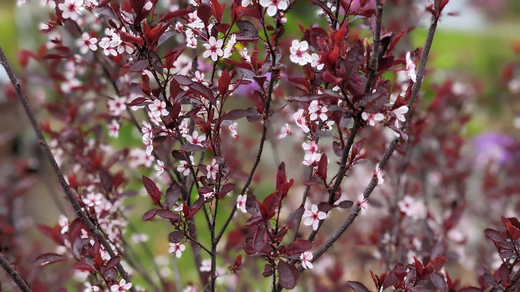 Sand Cherry