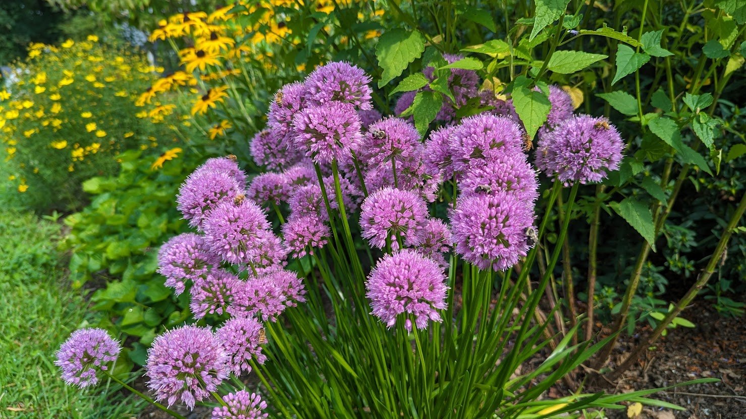 Allium