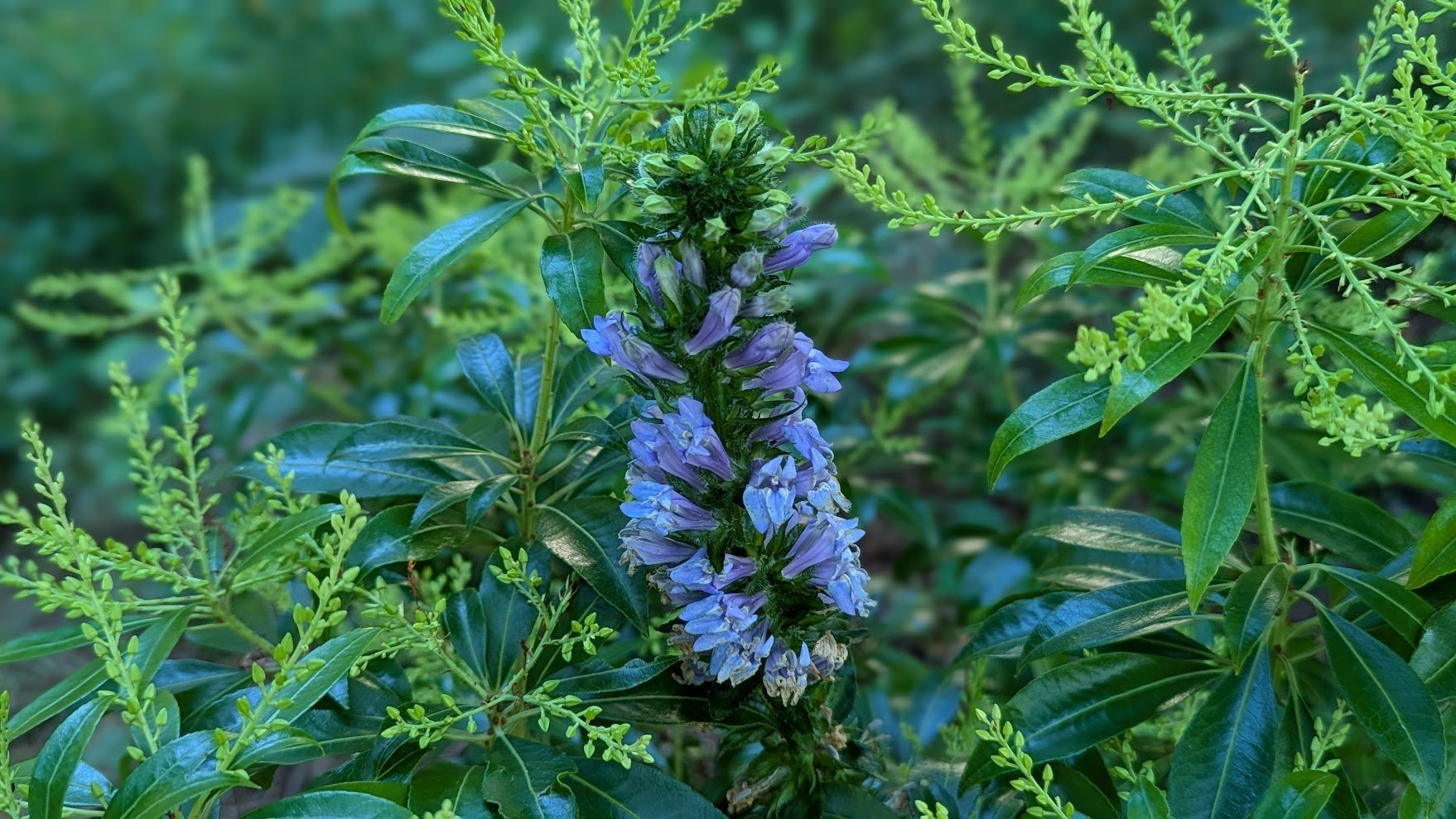 Blue Lobelia
