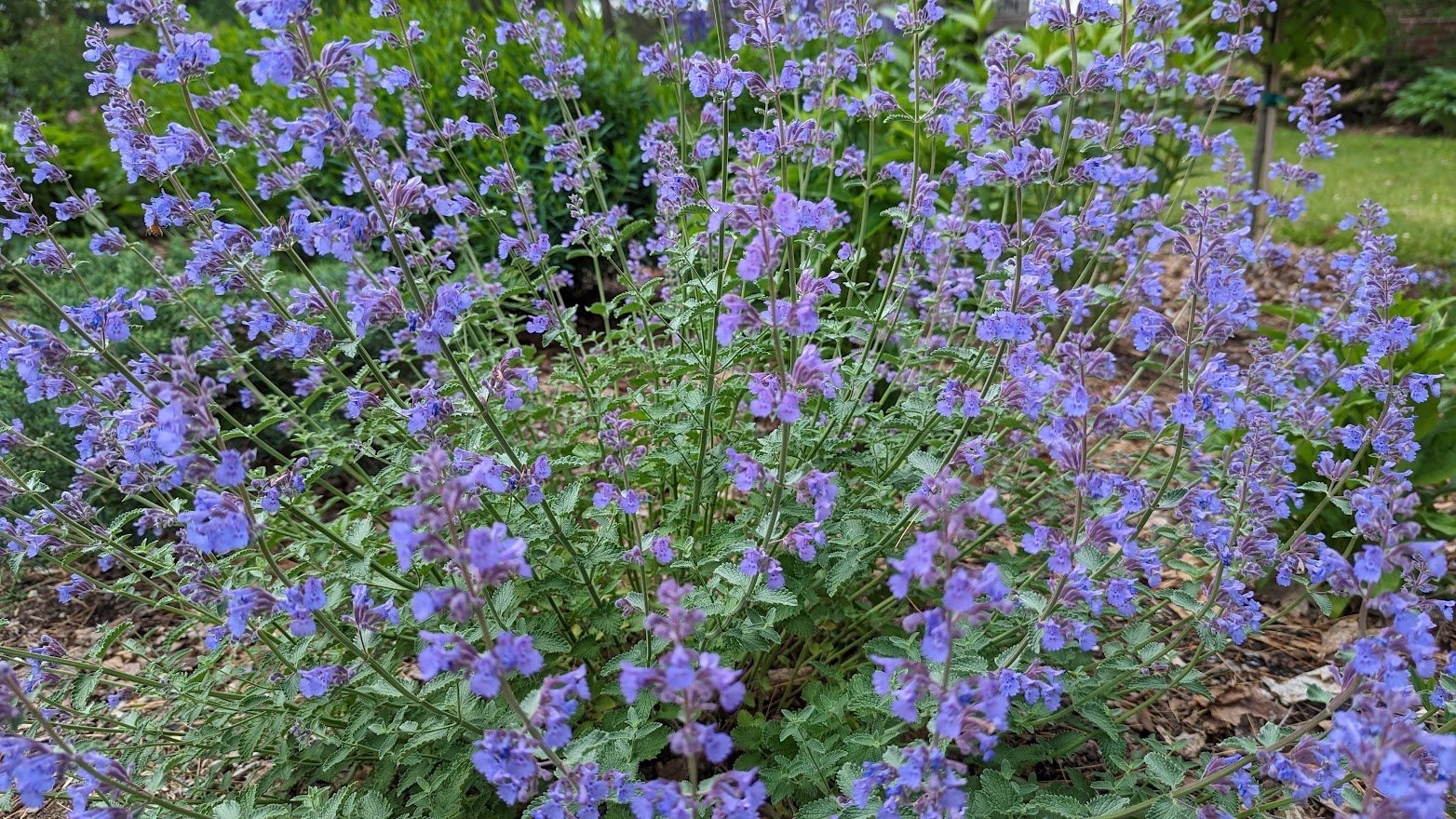 Nepeta