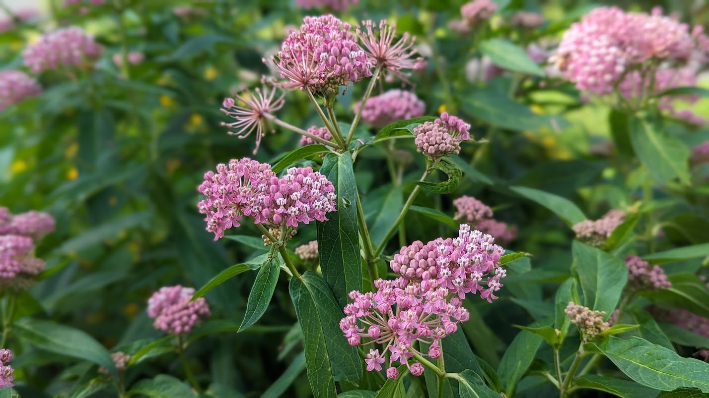 Swamp Milkweed