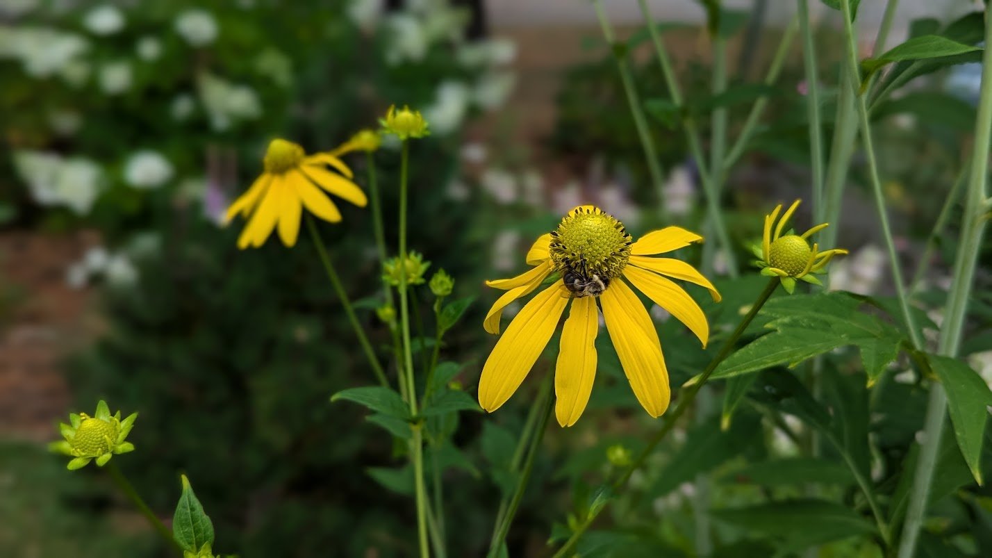 Cutleaf Coneflower