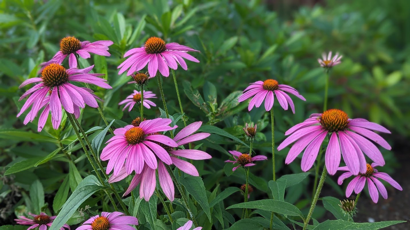 Echinacea purpurea