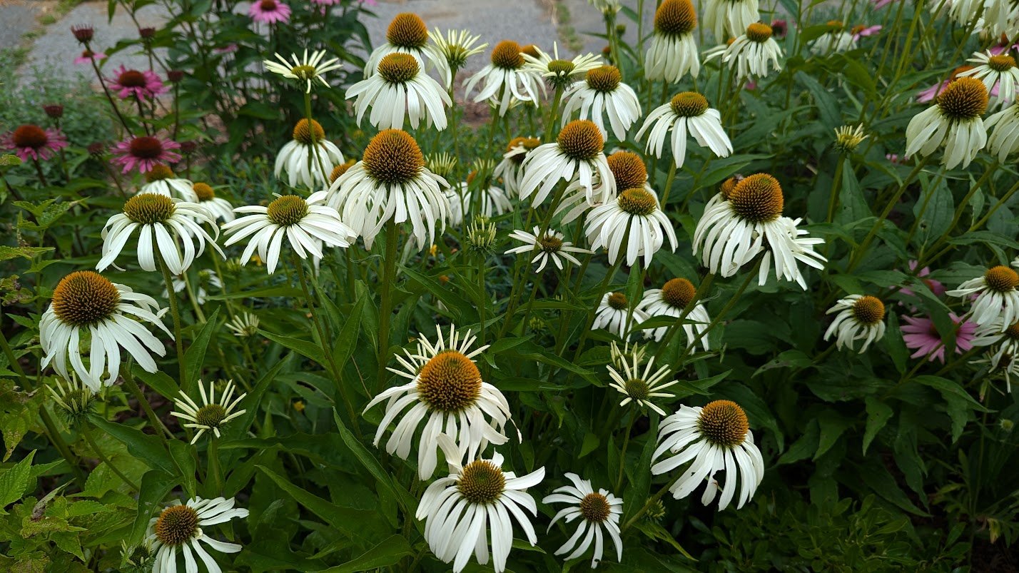 Echinacea purpurea White Swan