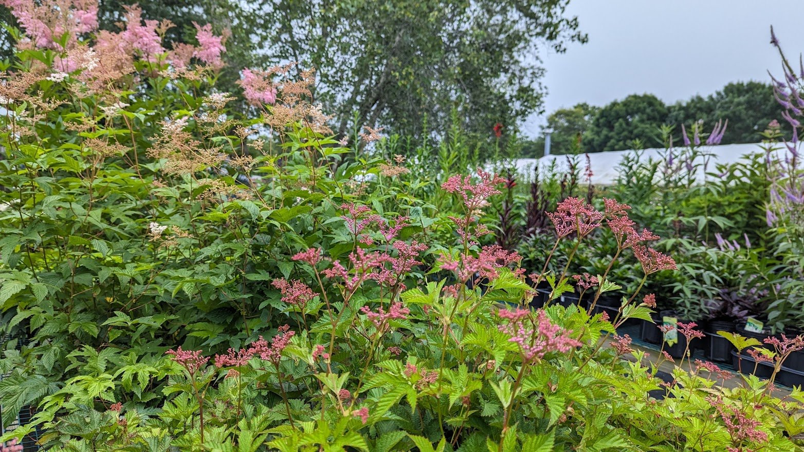 Filipendula