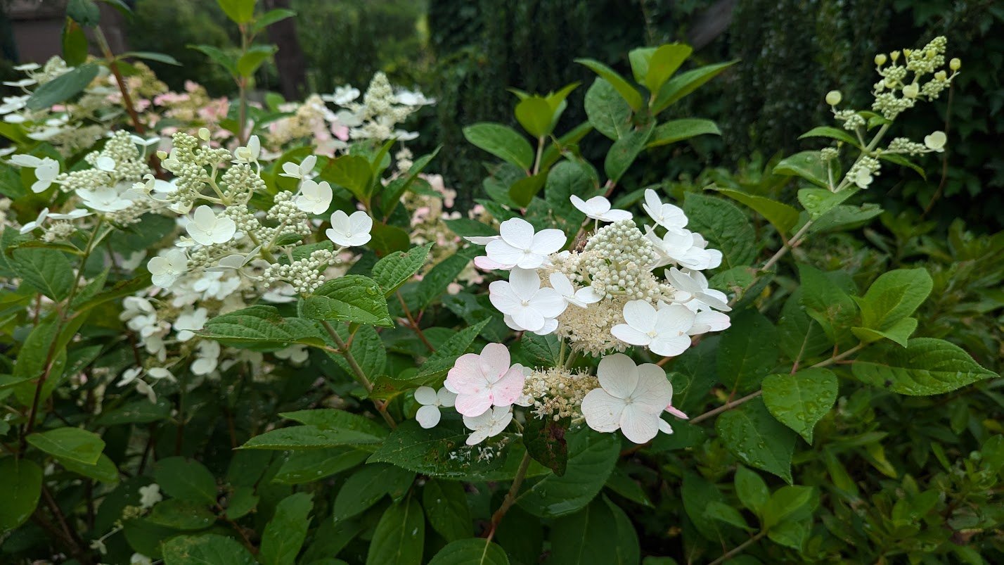 Hydrangea paniculata