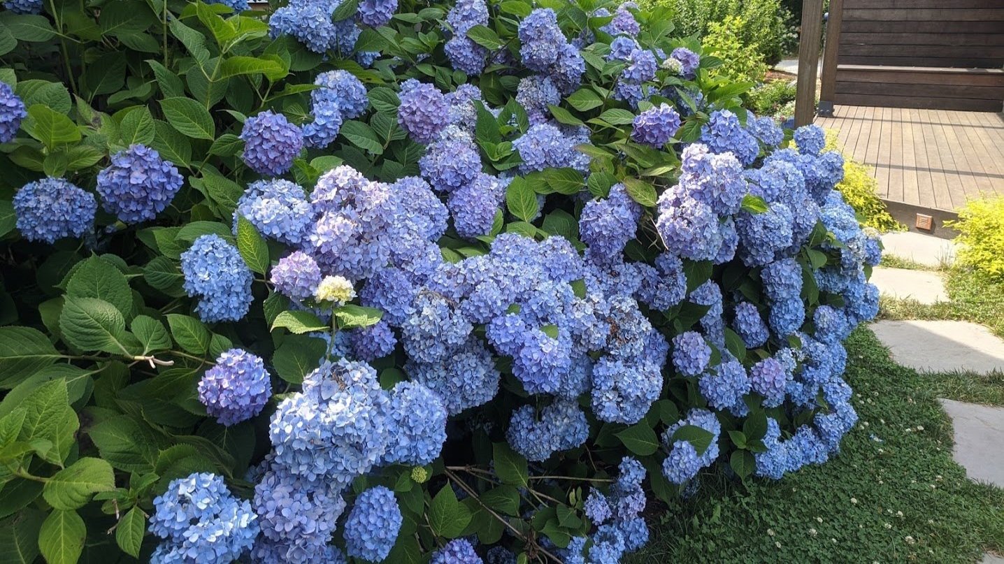 Big Leaf Hydrangea