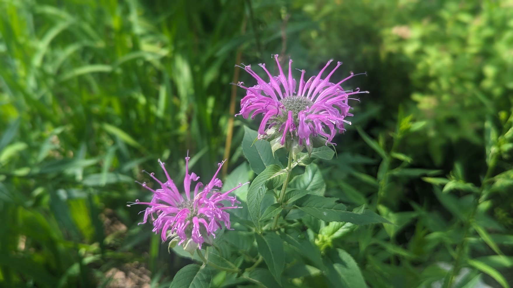 Monarda
