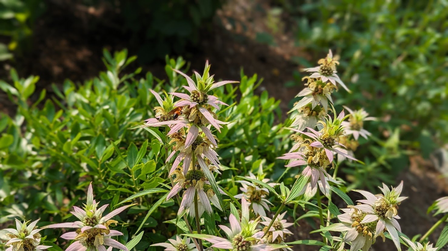 Spotted Bee Balm, Monarda