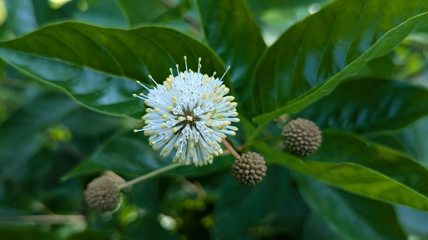 Buttonbush
