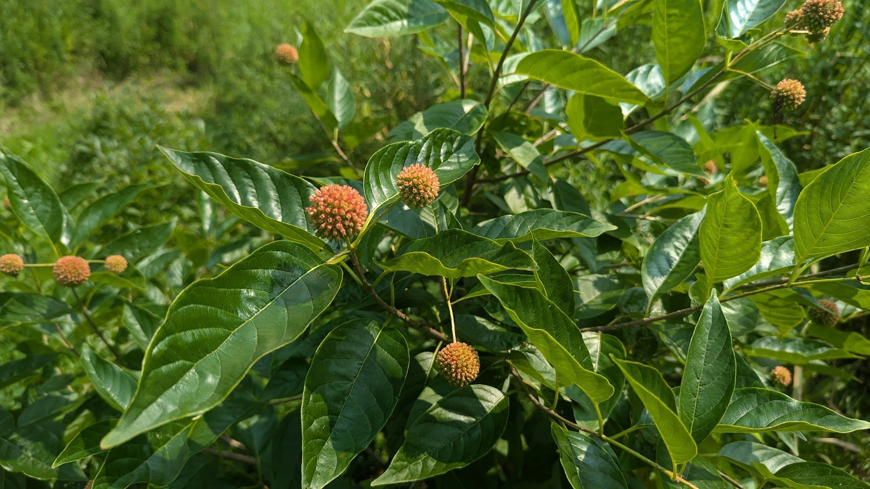 Buttonbush