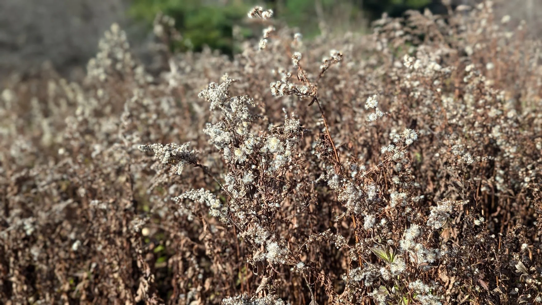Asters
