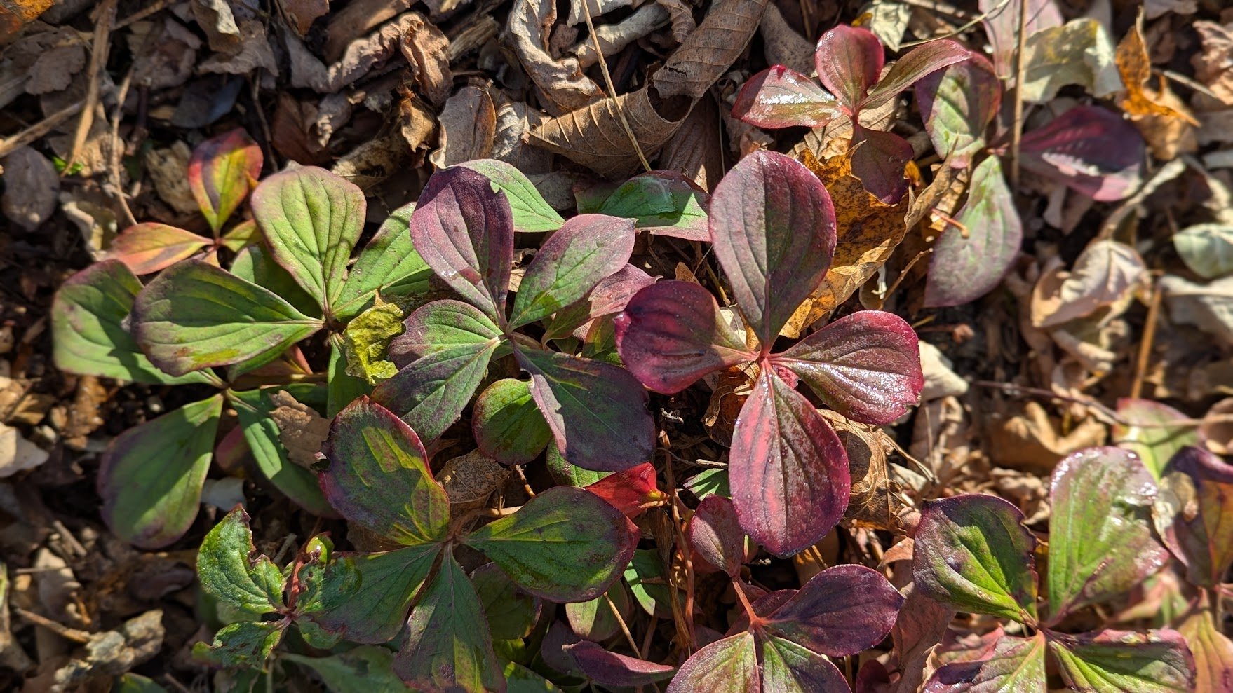 Bunchberry (Cornus canadensis)