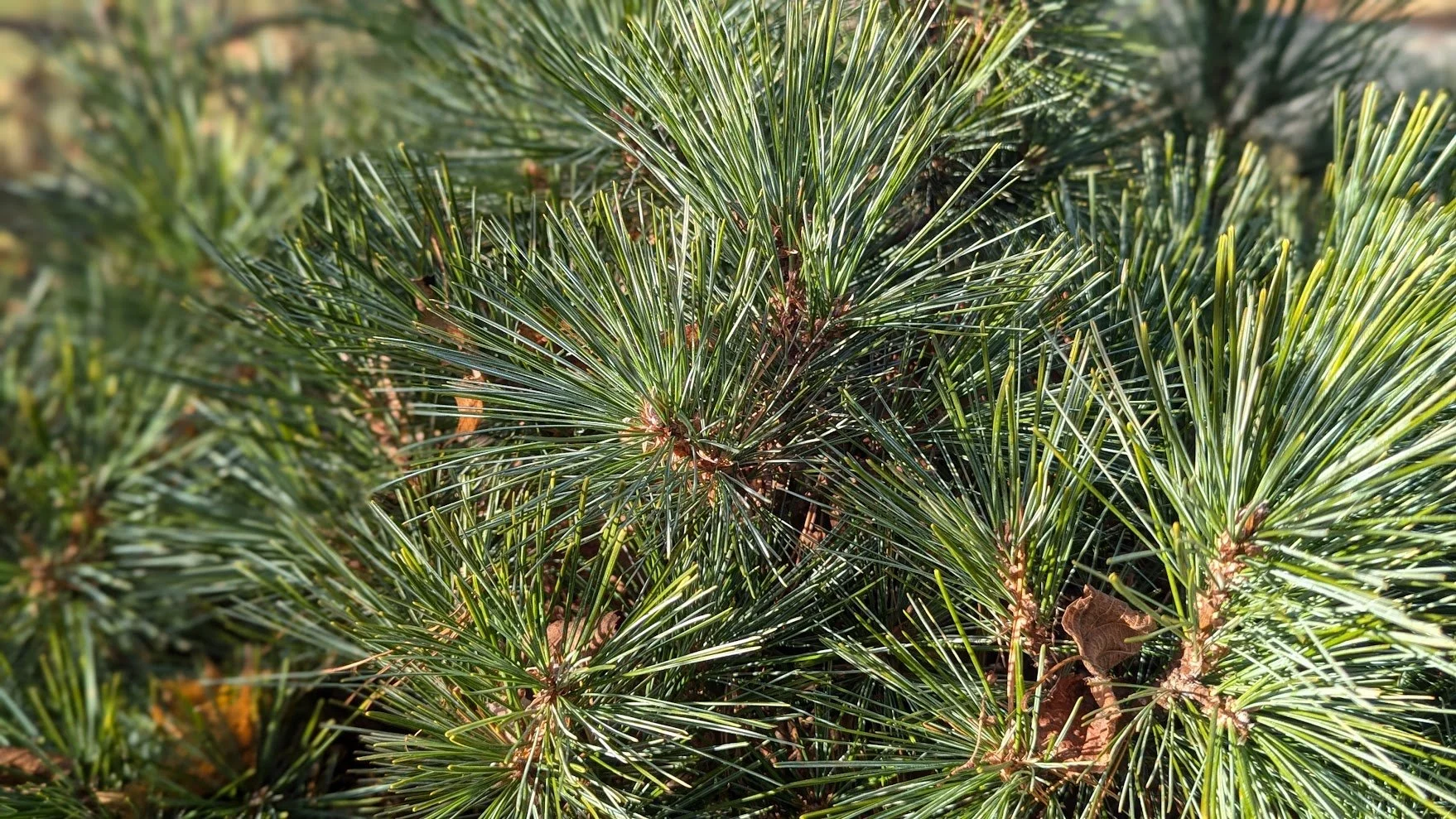 White Pine (Pinus strobus)