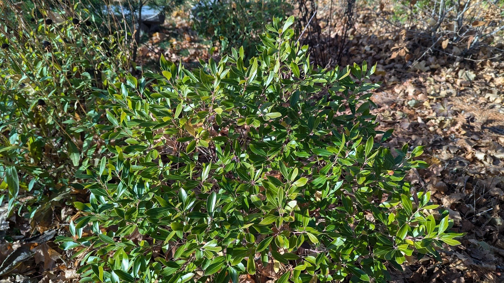 Inkberry (Ilex glabra)
