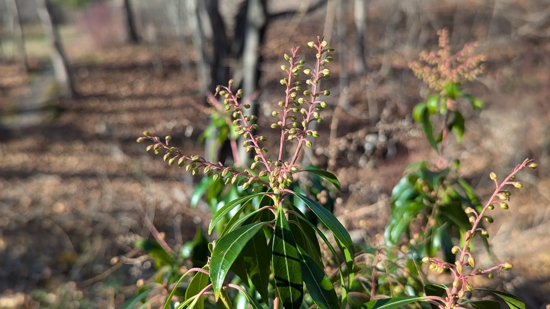 andromeda (Pieris japonica)