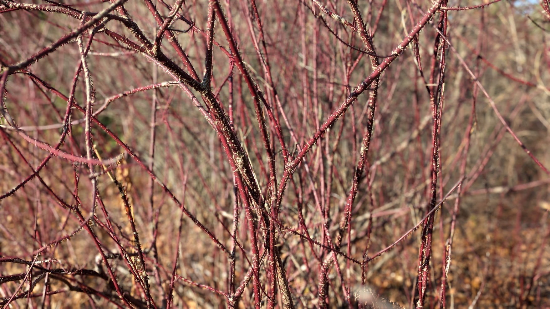 Red-osier dogwood (Cornus sericea)