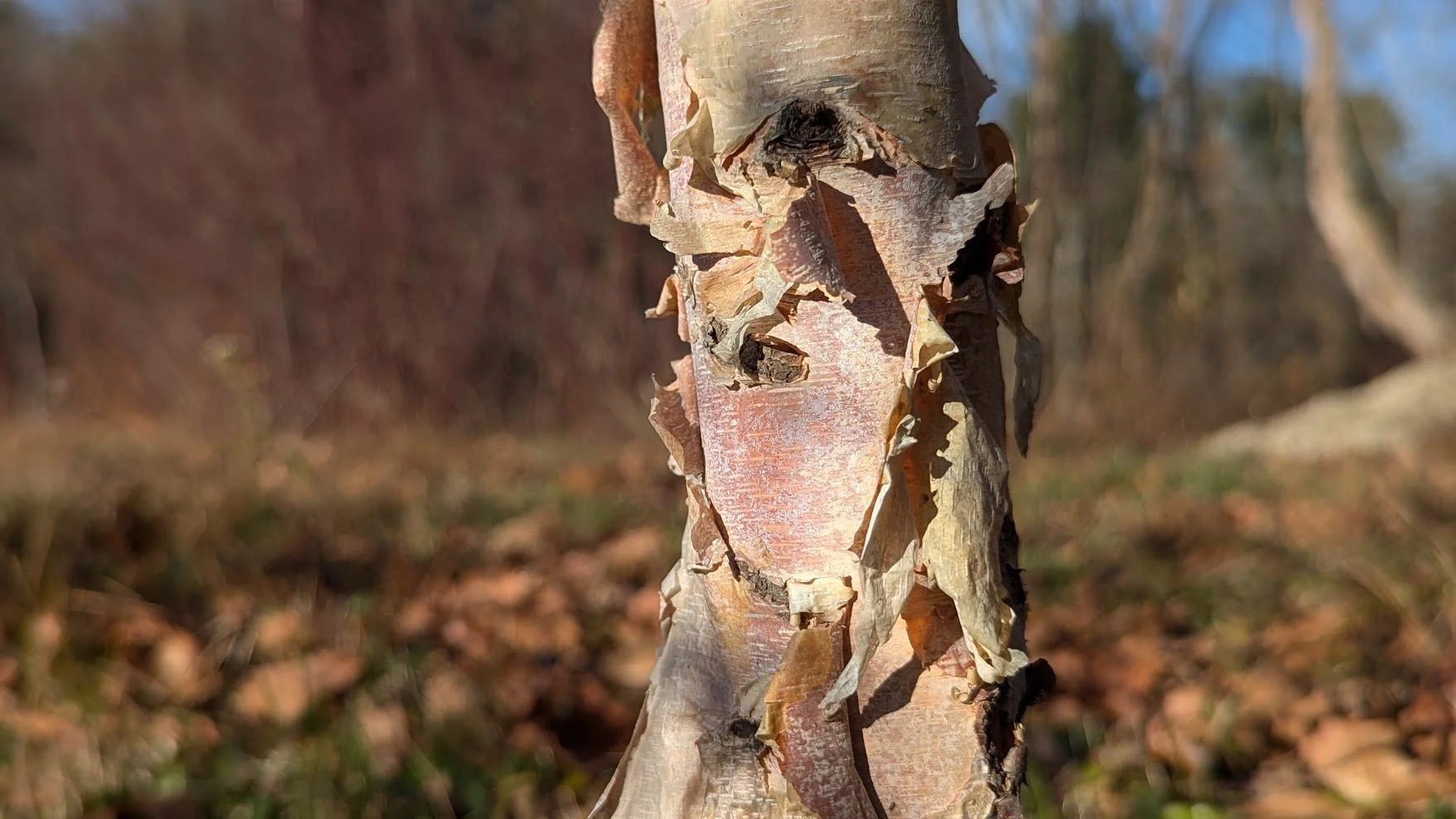 River Birch (Betula nigra)