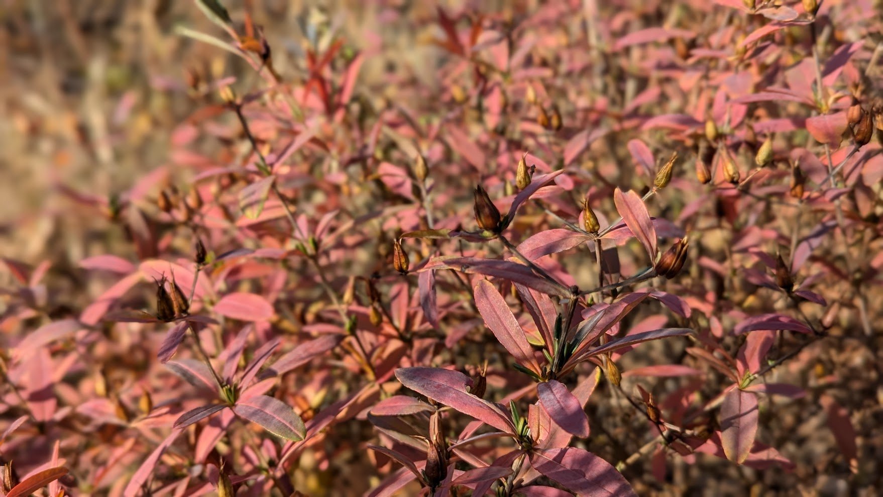 St. John's Wort (Hypericum)
