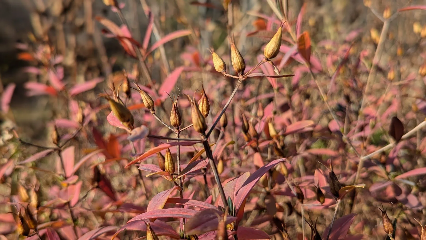 St. John's Wort (Hypericum)