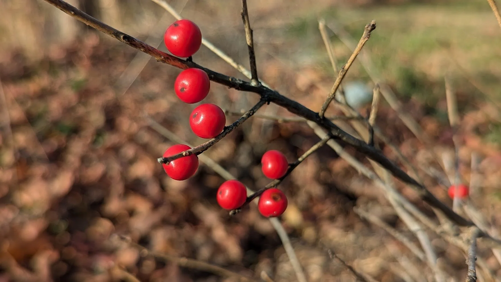 Winterberry (Ilex verticillata)
