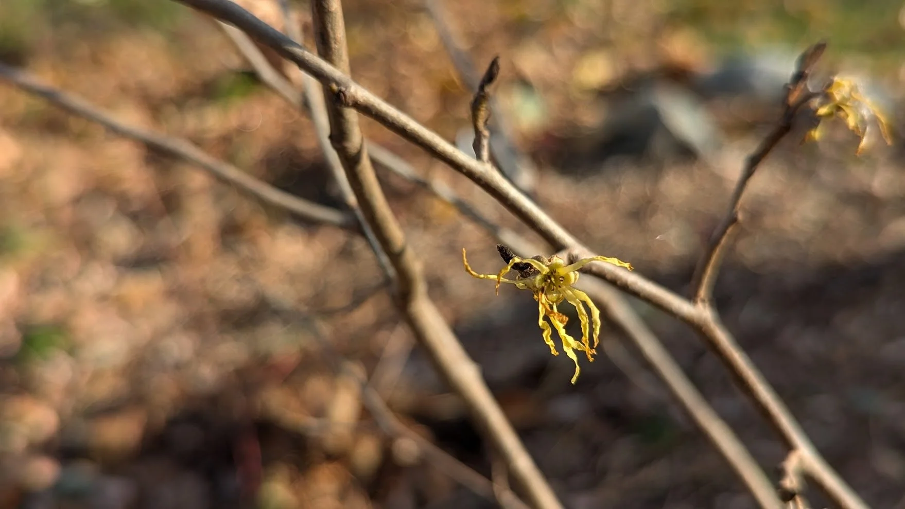 Witch Hazel (Hamamelis virginiana)