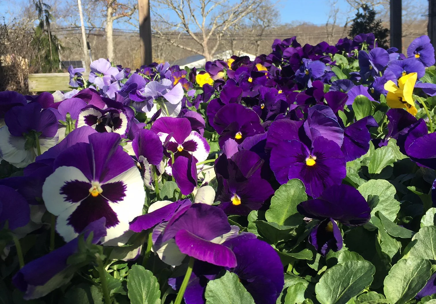 Pansies