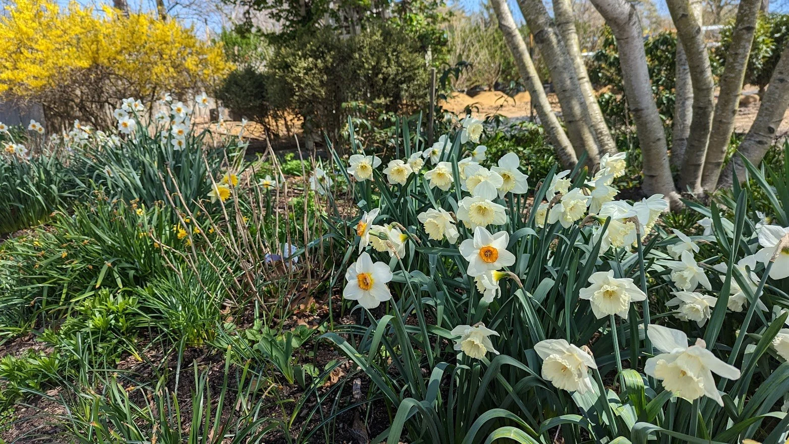 3_VG front daffodil garden1.jpg
