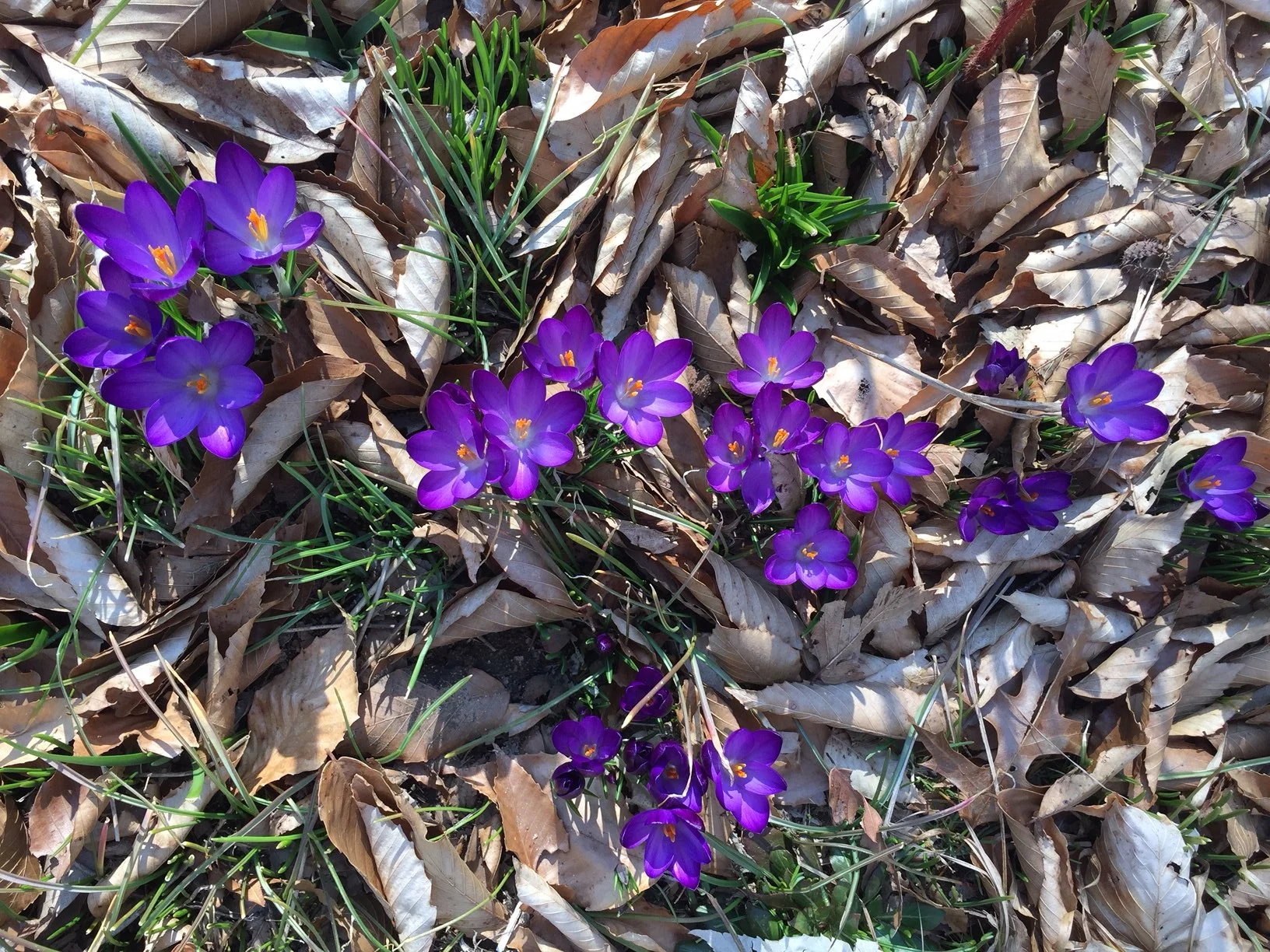 crocus+-first+to+flower.png