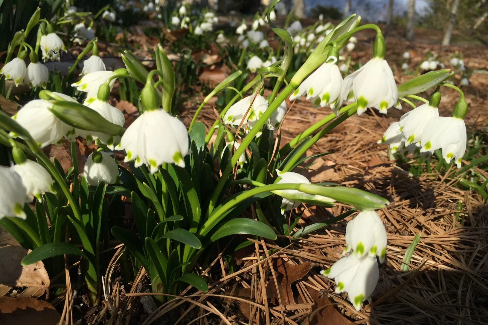 Leucojum