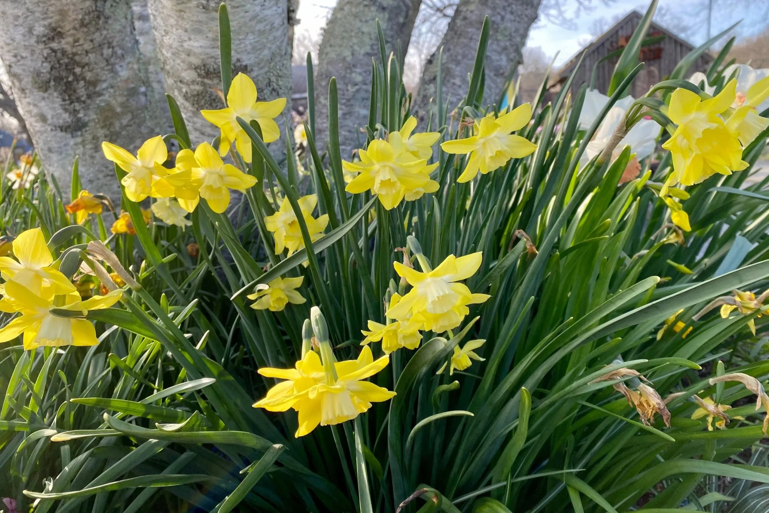 4daffodils2.jpg