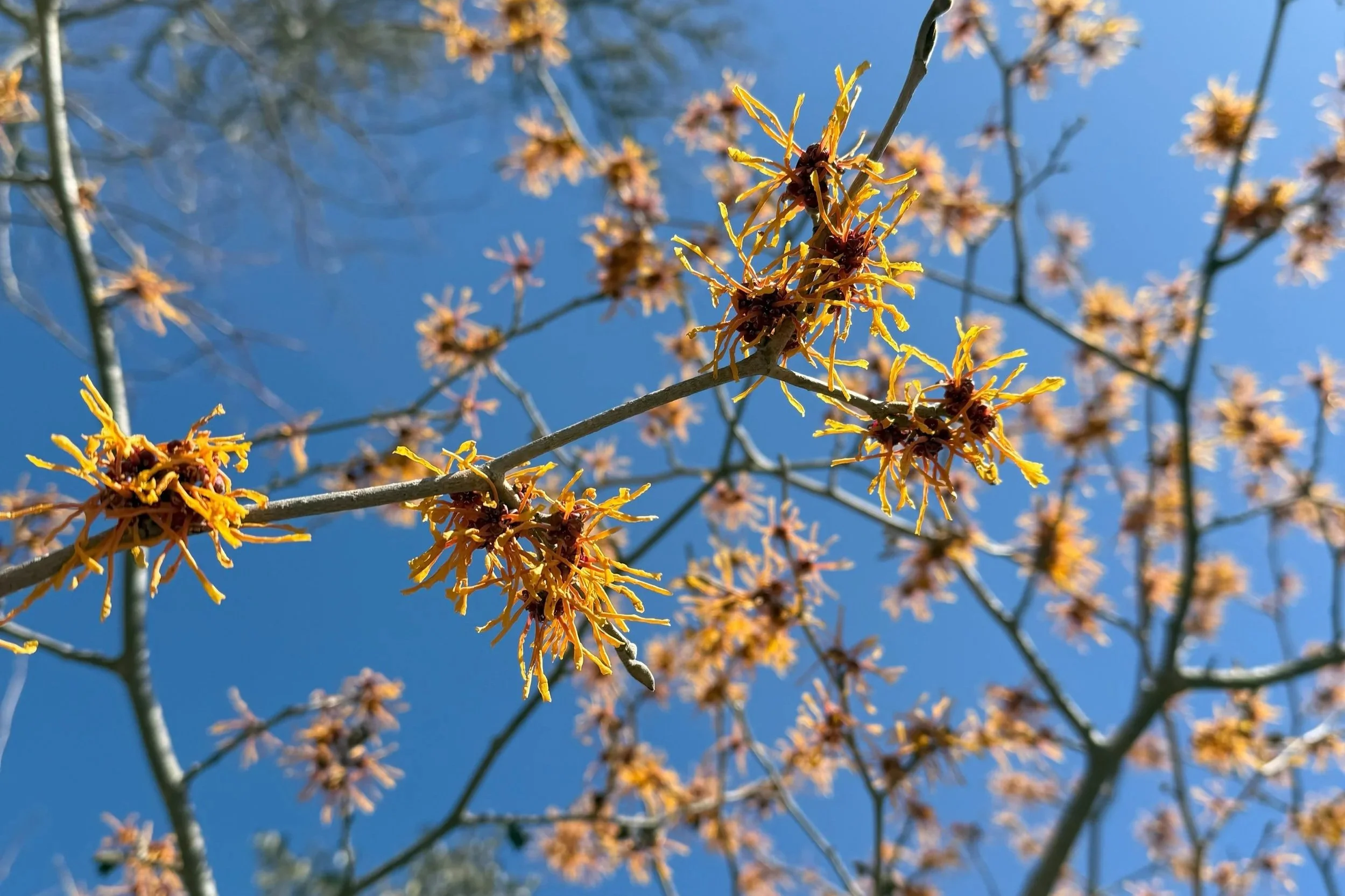 Witch Hazel