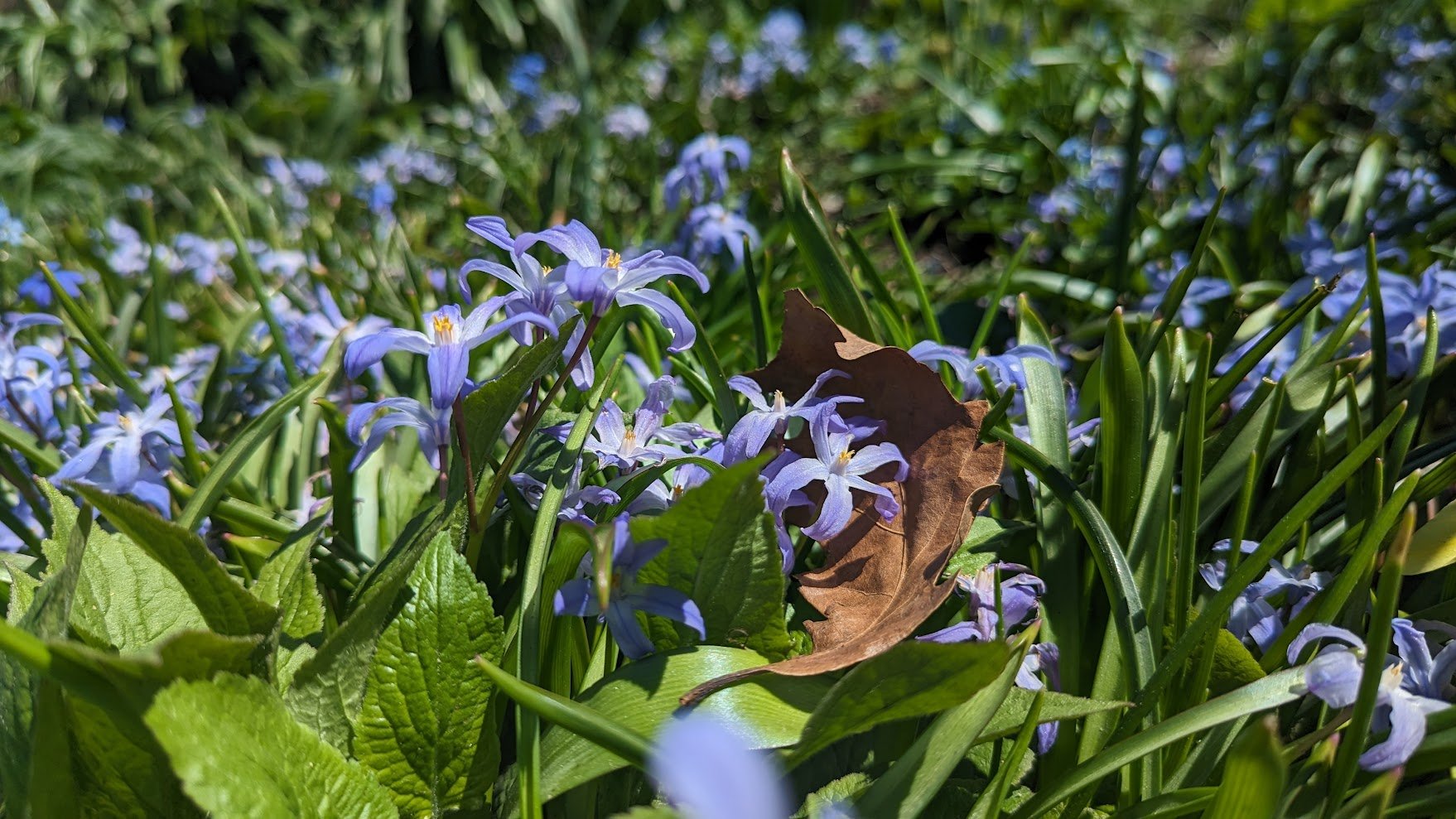 Chionodoxa