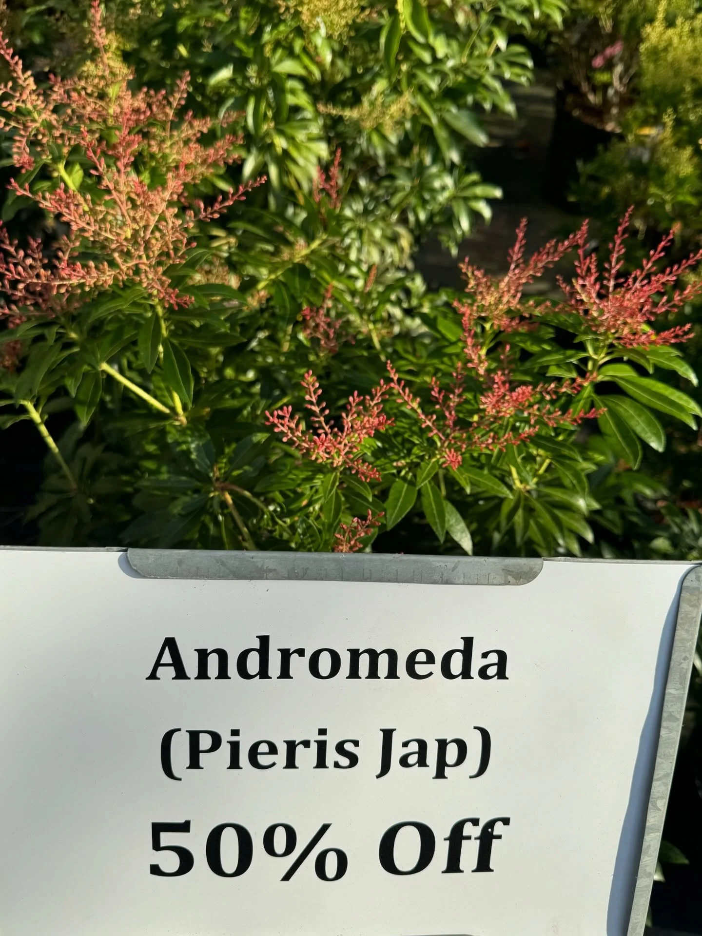 ✨ Evergreen Elegance is HERE! ✨

From glossy hollies to fragrant sweet box, these classic shrubs bring year-round color and structure to your garden. 🌿

For a limited time, enjoy 50% OFF:
✔ Hollies (incl. Inkberries)
✔ Rhodies &amp; Evergreen Azalea