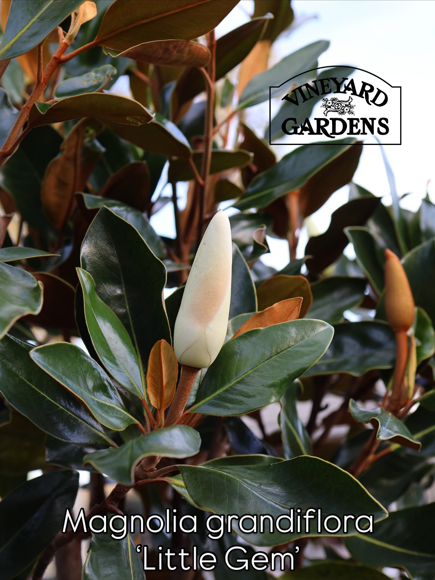 Magnolia grandiflora &lsquo;Little Gem&rsquo; &mdash; compact, glossy, and full of charm. The leaves are deep green with bronze undersides, and the creamy, fragrant blooms can still surprise us this time of year, as you can see in the photo.

An ever