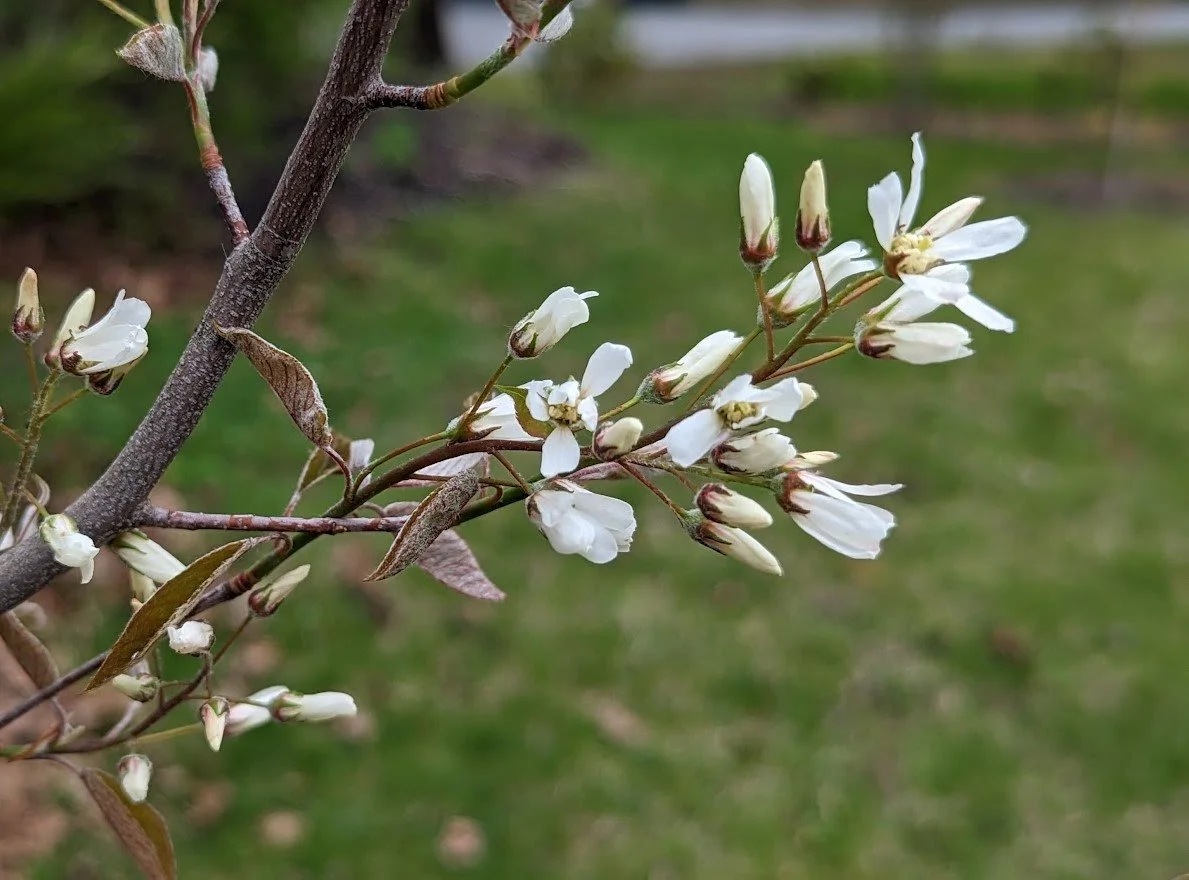 Serviceberry