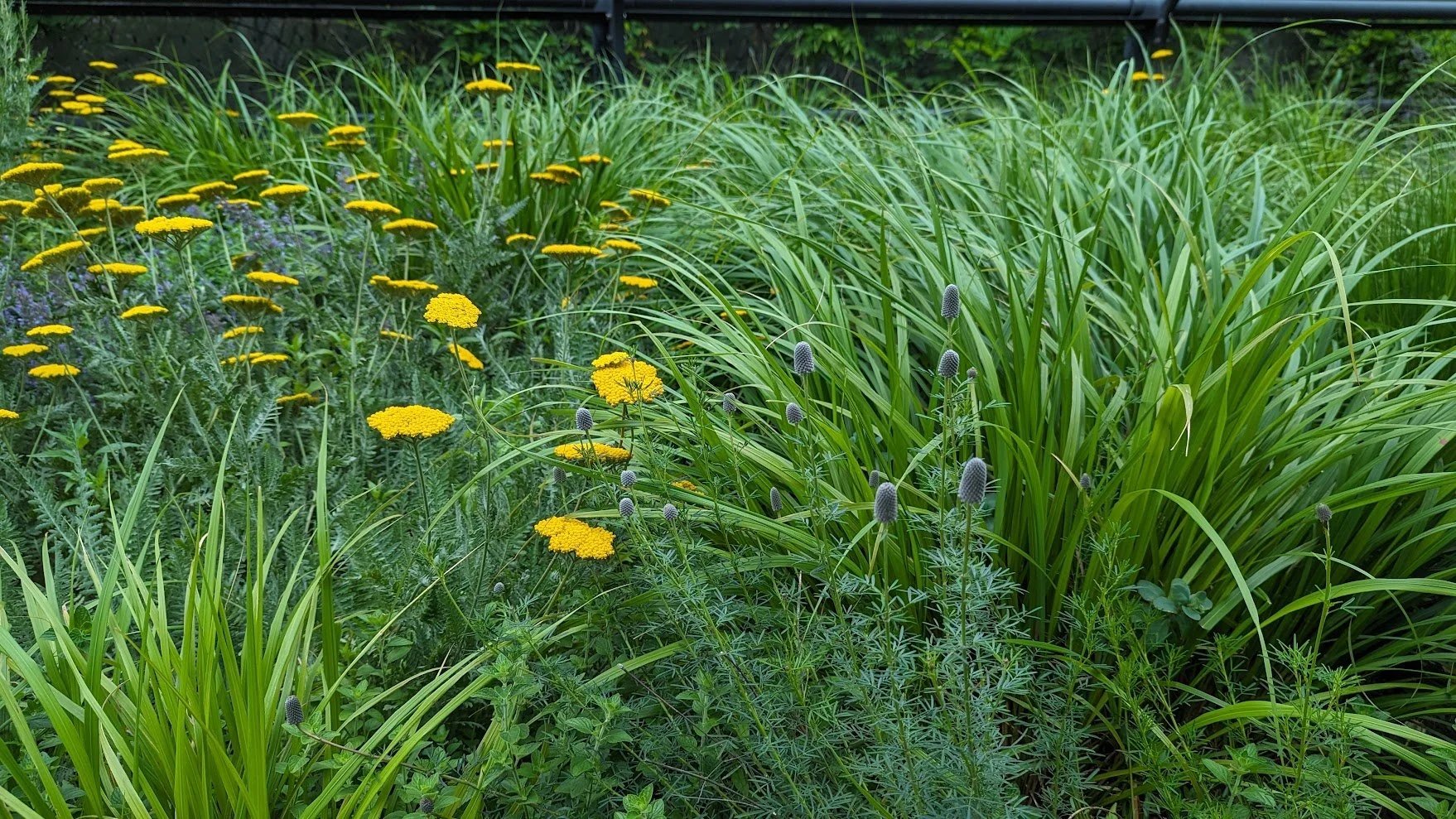 Yarrow &amp; Grasses