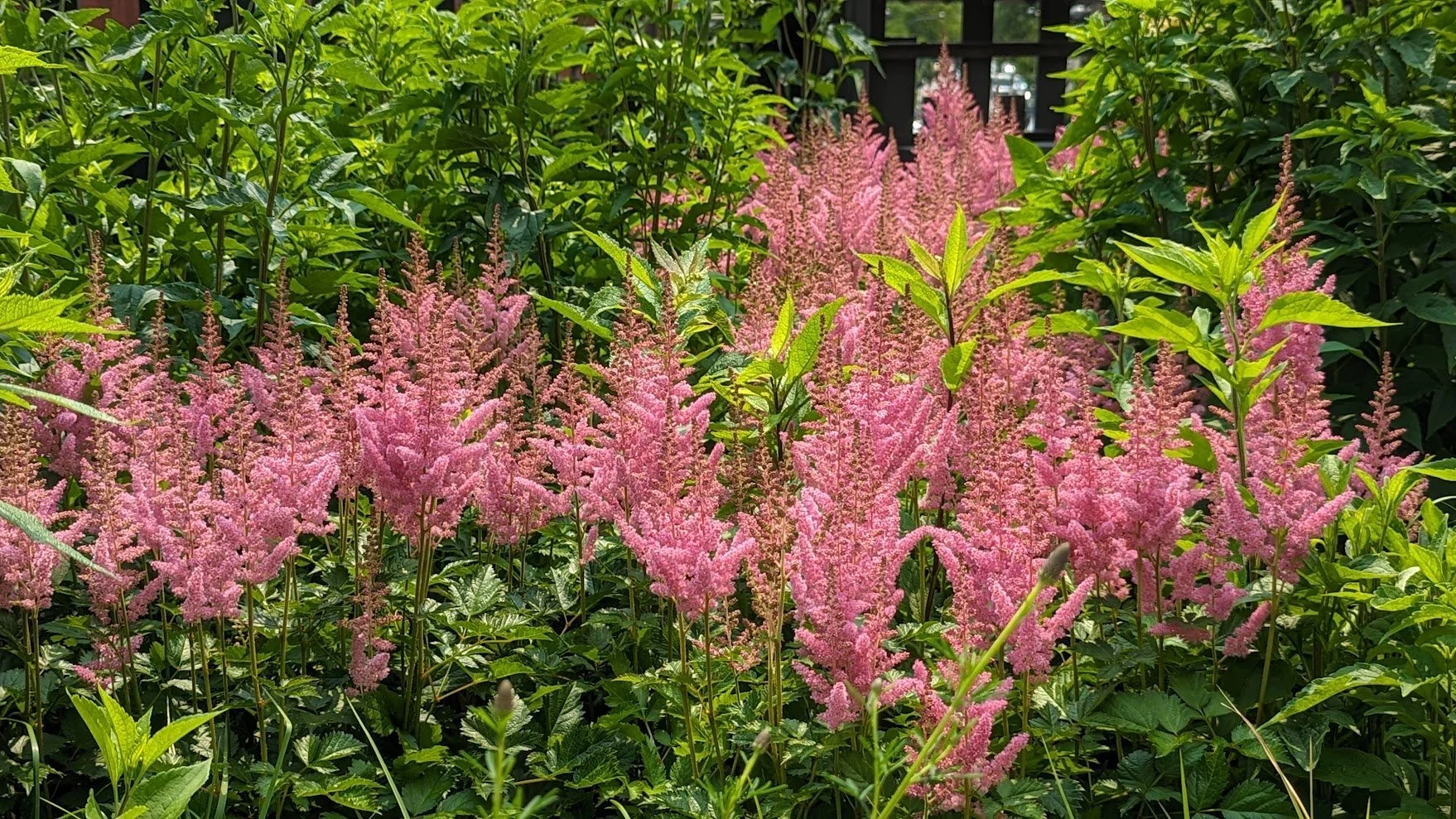 Astilbe