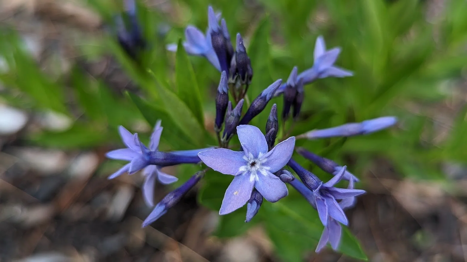 Amsonia Blue Ice